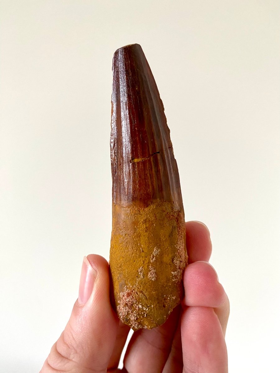 3.76" Spinosaurus fossil dinosaur tooth - FossilsAndMore