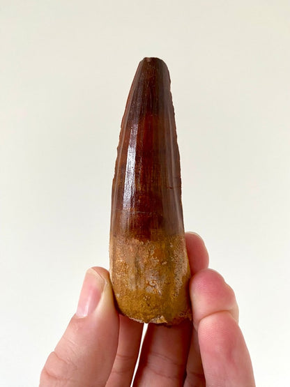 3.76" Spinosaurus fossil dinosaur tooth - FossilsAndMore