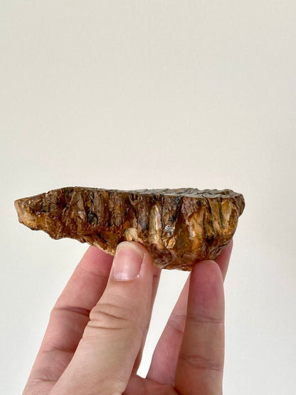 3.78" Mammoth Primigenius Spitter - fossil molar - FossilsAndMore