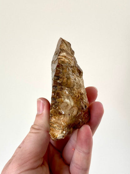 3.78" Mammoth Primigenius Spitter - fossil molar - FossilsAndMore