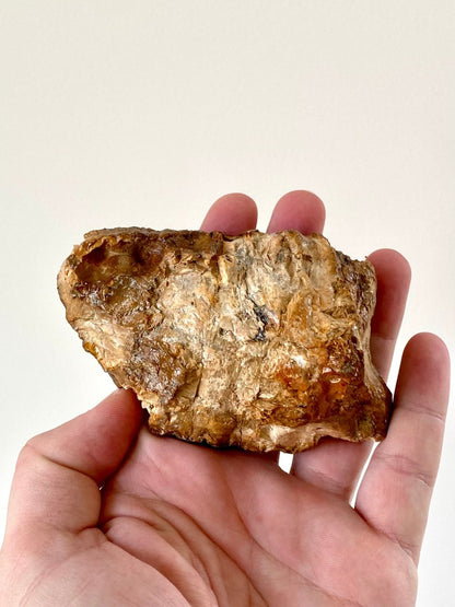 3.78" Mammoth Primigenius Spitter - fossil molar - FossilsAndMore