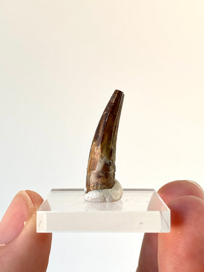 Suchomimus fossil dinosaur tooth (2.8cm)