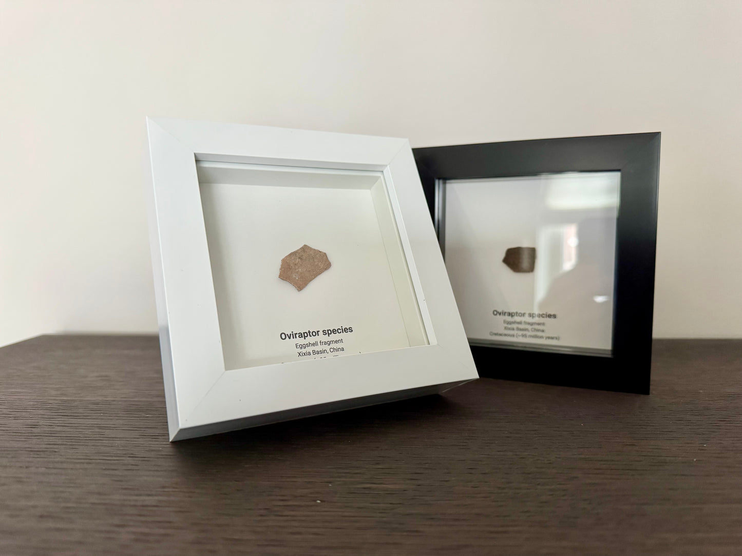 Decorative Oviraptor Species Dinosaur Eggshell Fossil in picture frame