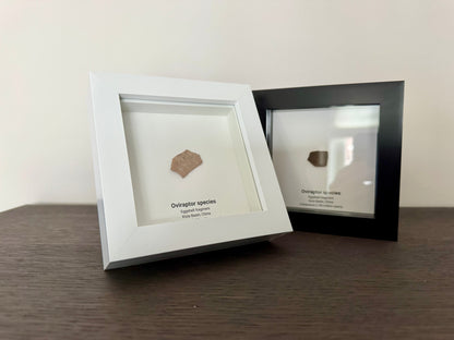 Decorative Oviraptor Species Dinosaur Eggshell Fossil in picture frame