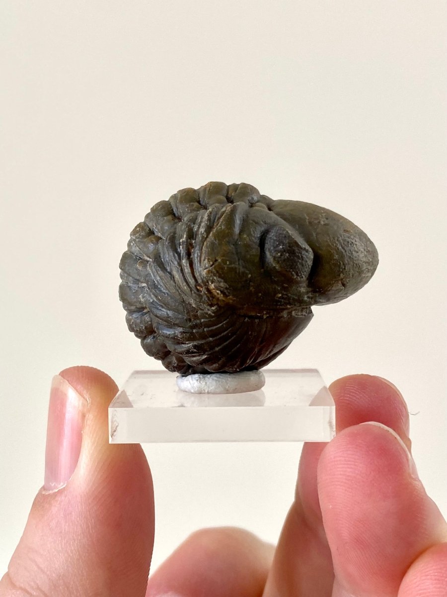 3.7cm Reedops fossil Trilobite rolled up - FossilsAndMore