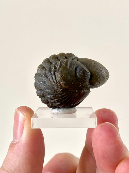 3.7cm Reedops fossil Trilobite rolled up - FossilsAndMore