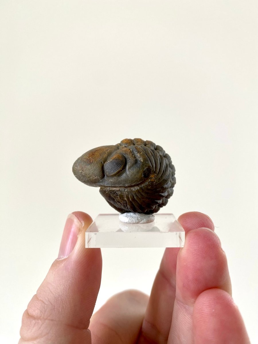 3.7cm Reedops fossil Trilobite rolled up - FossilsAndMore