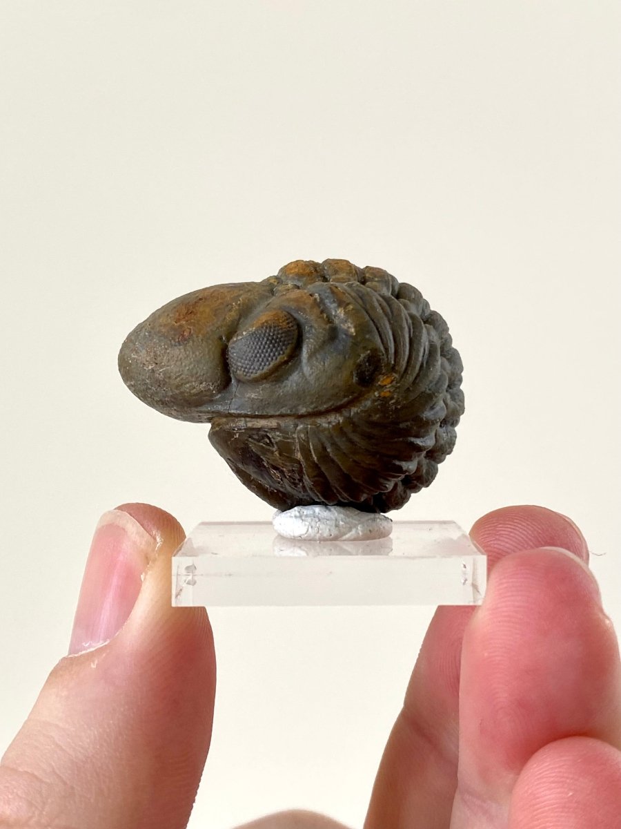 3.7cm Reedops fossil Trilobite rolled up - FossilsAndMore