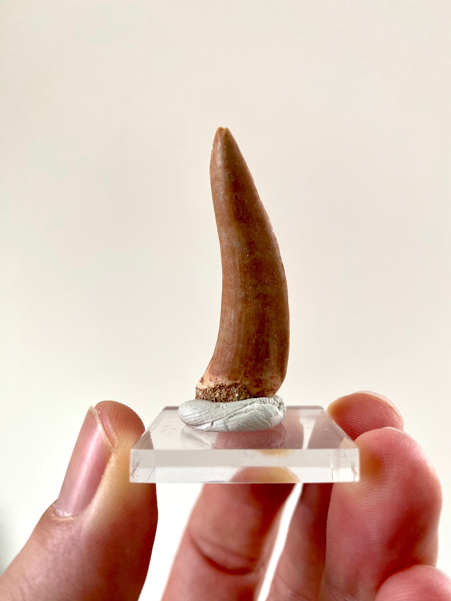 Enchodus Libycus fossil tooth