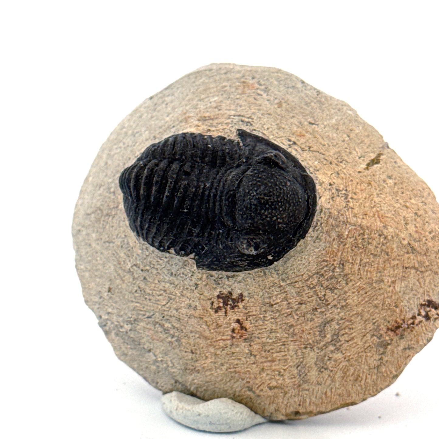 Gerastos granulosus Devonian Trilobite Fossil from, Morocco (A012)