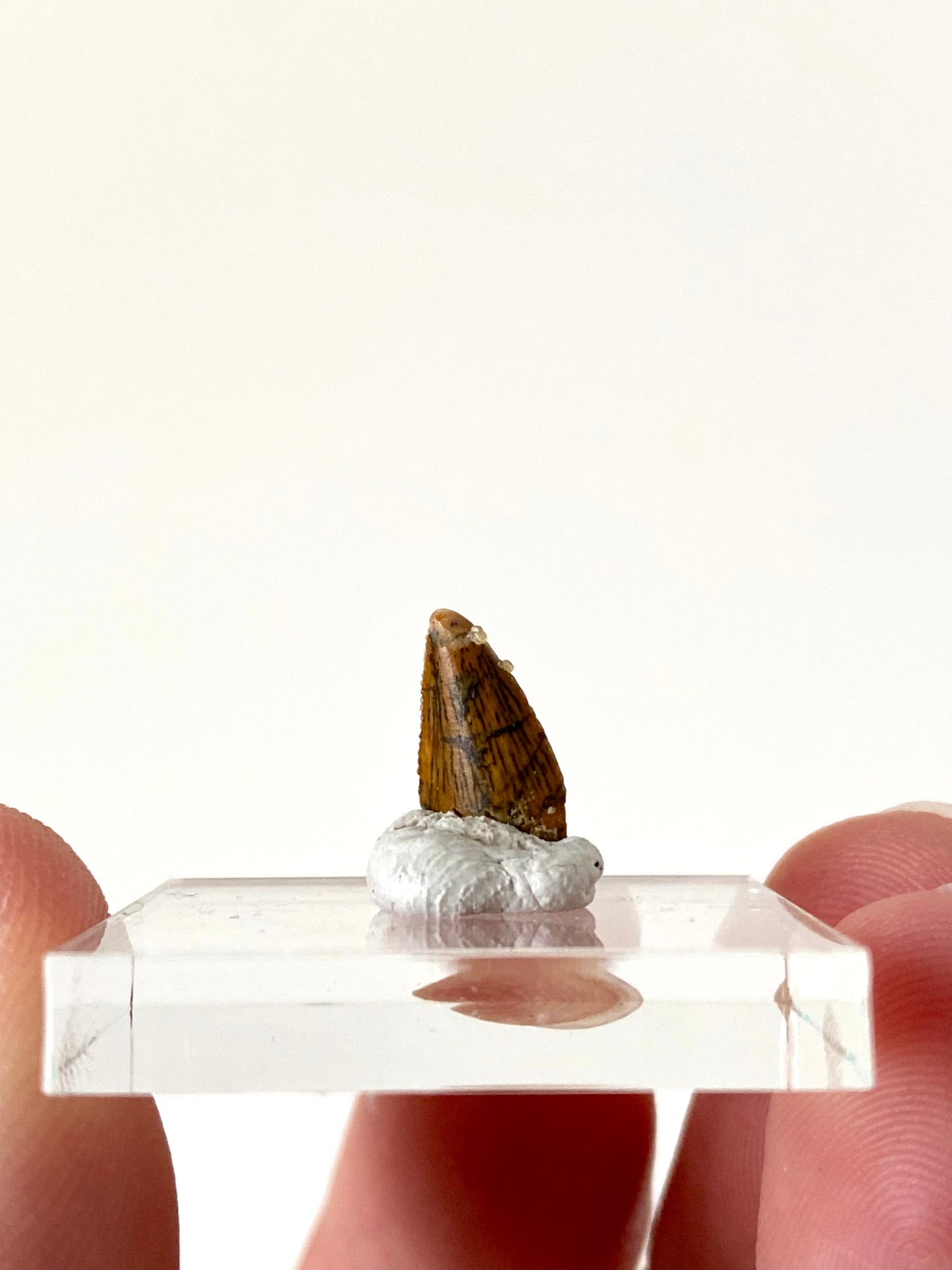 Abelisaurus fossil tooth, "raptor like" dino species