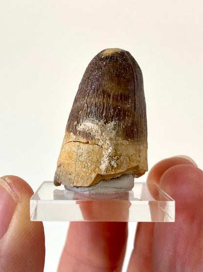 Moroccosuchus zennaroi Fossil tooth