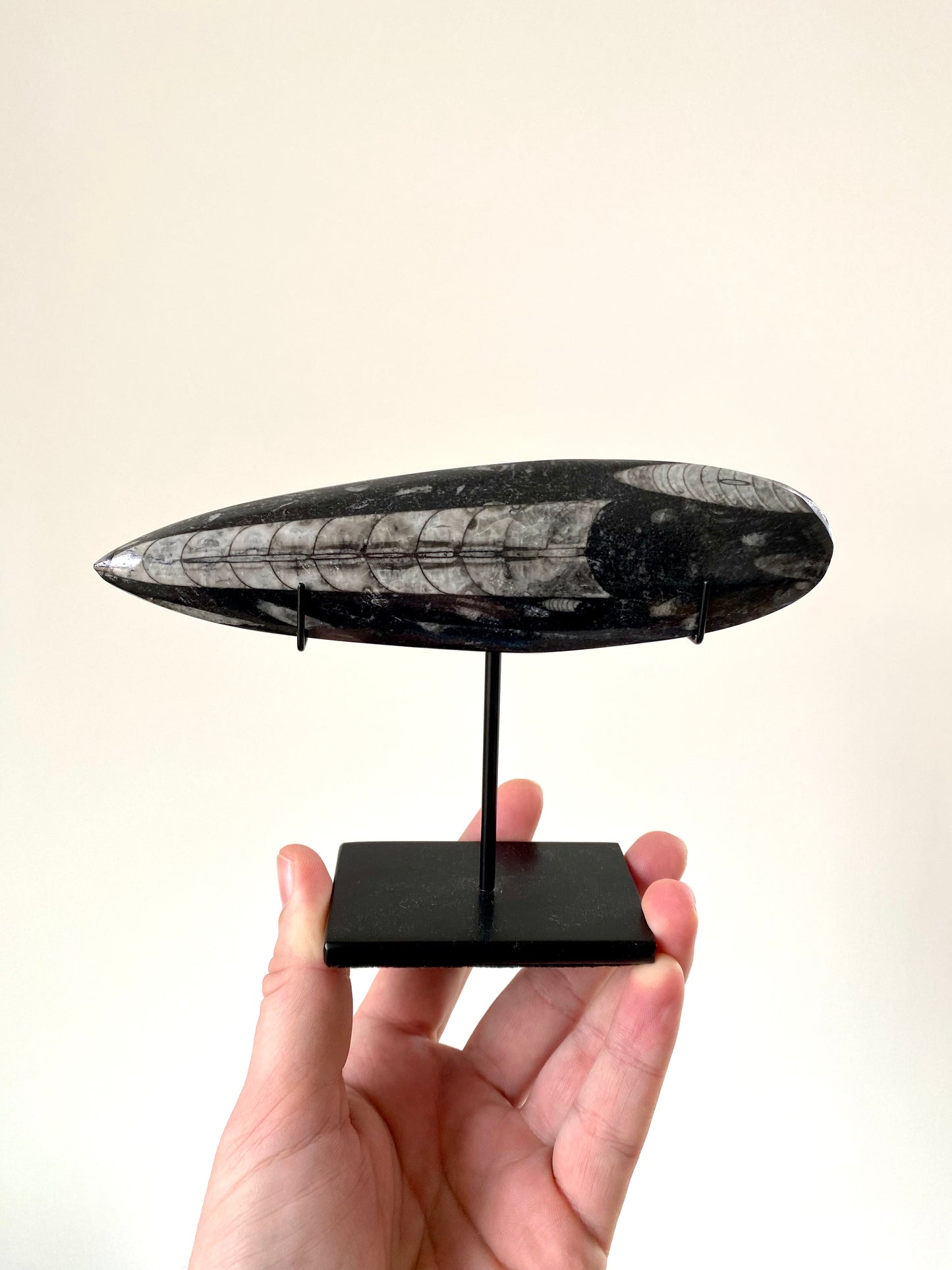 othoceras fossil on custom stand