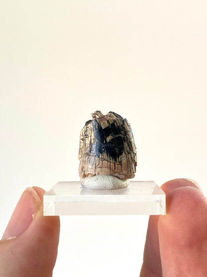 Rare Dinosaur tooth - Afrovenator abakensis, Megalosaurid