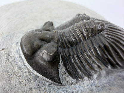 Scutellum sp. Trilobite on Matrix from Devonian, Morocco (1.32")