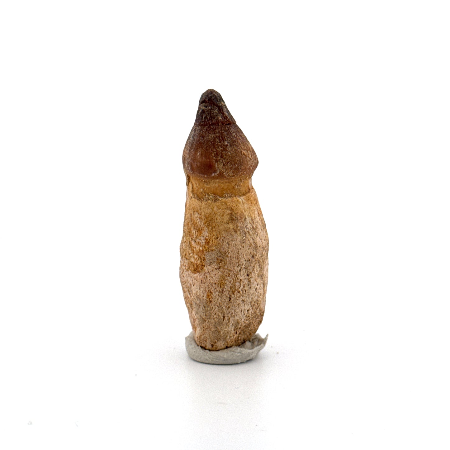 Globidens phosphaticus tooth with natural root from Cretaceous, Morocco (1.87")