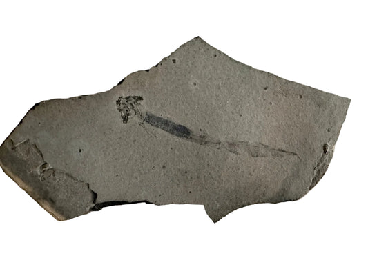 Permian temnospondyl Amphibian Fossil from Germany | 2.75"