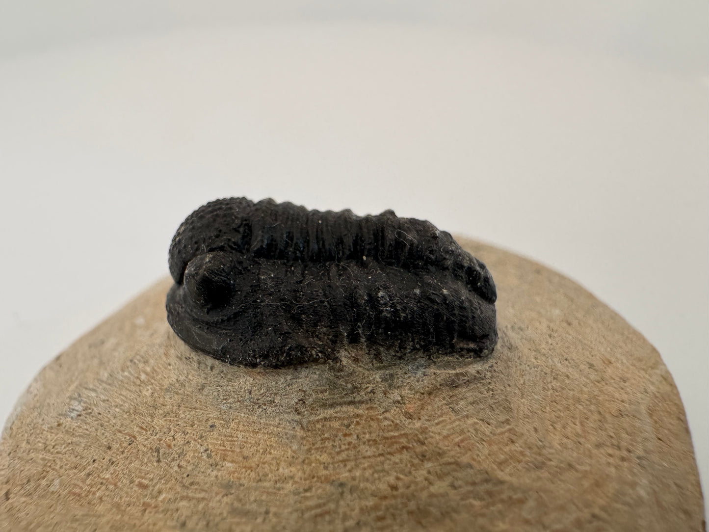 Gerastos granulosus Devonian Trilobite Fossil from, Morocco (A014)