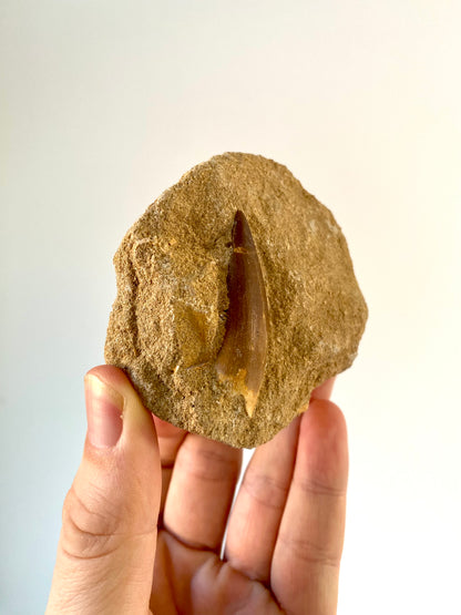 Fossil Plesiosaurus tooth on Matrix