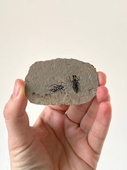 Fossilized Dragonfly Larvae insect (Libellula Doris)