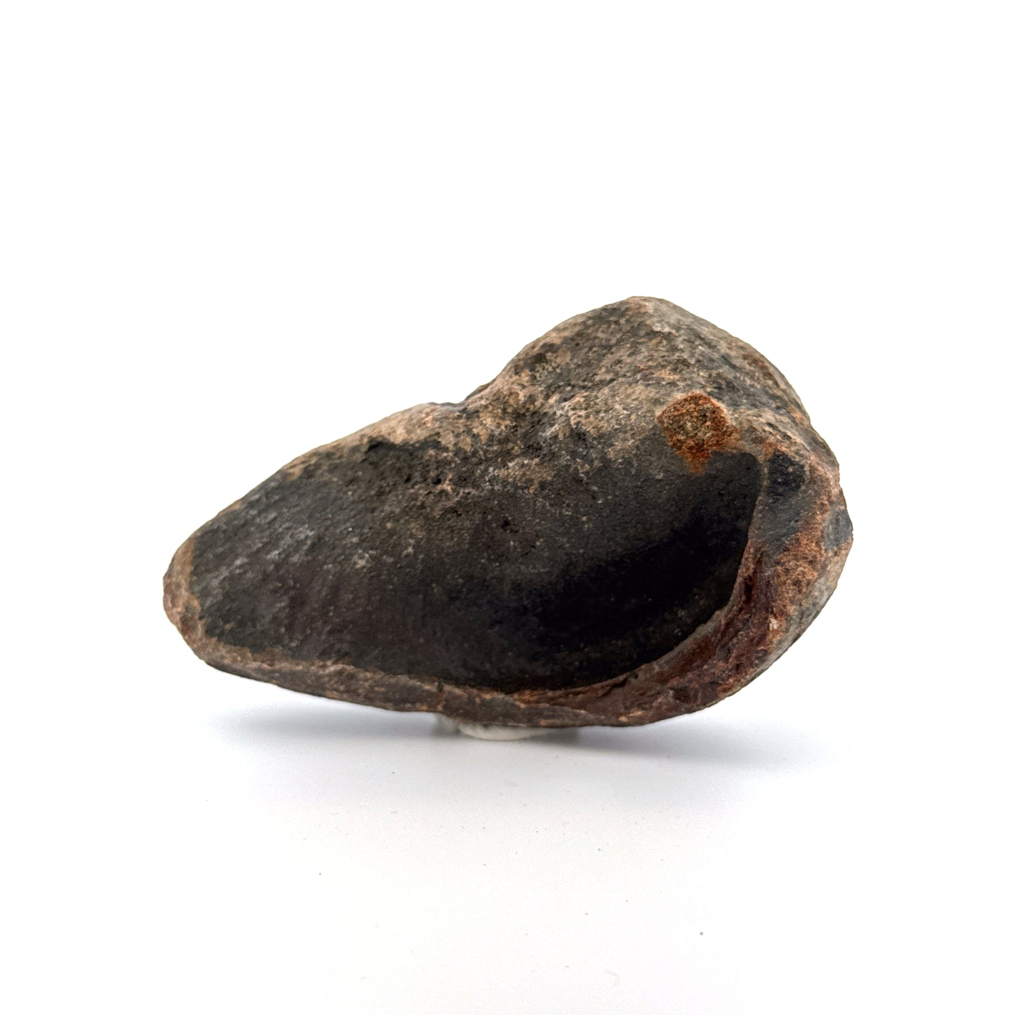 Fossil Whale Ear Bone from Antwerp Region, Cetacean Tympanic Bulla (3.13")