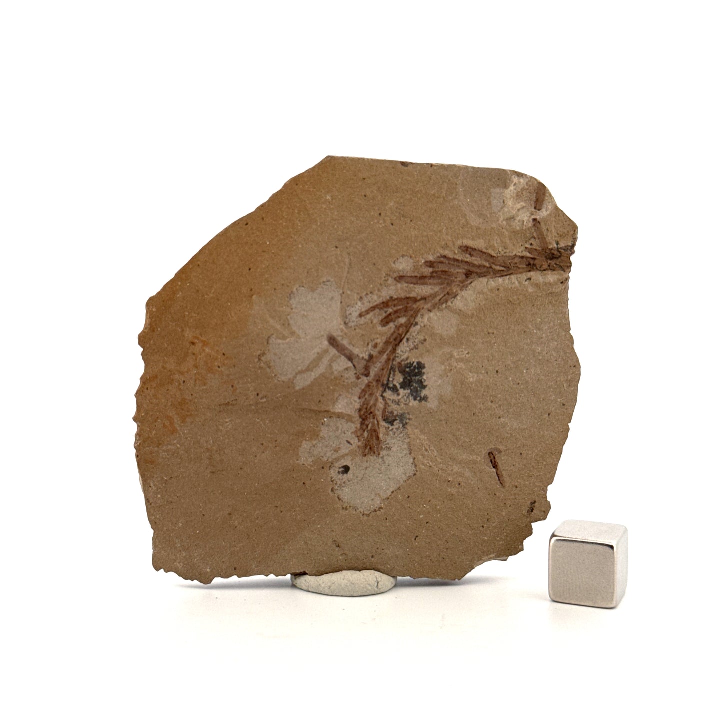 Metasequoia sp. Dawn Redwood leaf fossil (1.67") from Eocene, Canada