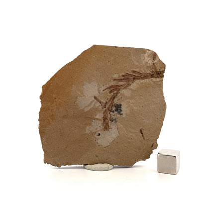 Metasequoia sp. Dawn Redwood leaf fossil (1.67") from Eocene, Canada