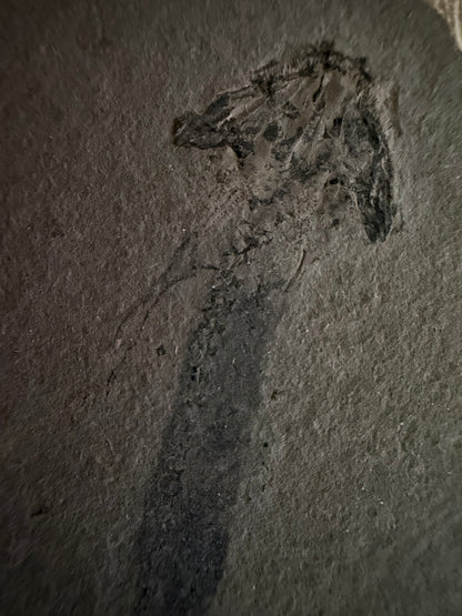 Permian temnospondyl Amphibian Fossil from Germany | 2.75"