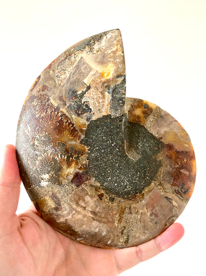 7.12" Ammonite Fossil, Cleoniceras species (2-sides, cut and polished)