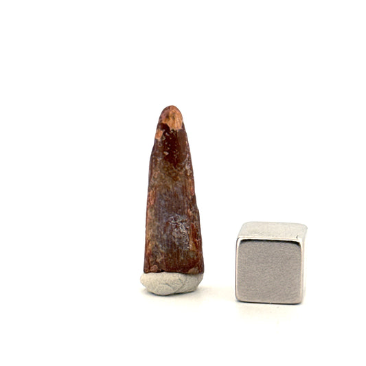 Pterosaur fossil tooth from Morocco | 0.98"