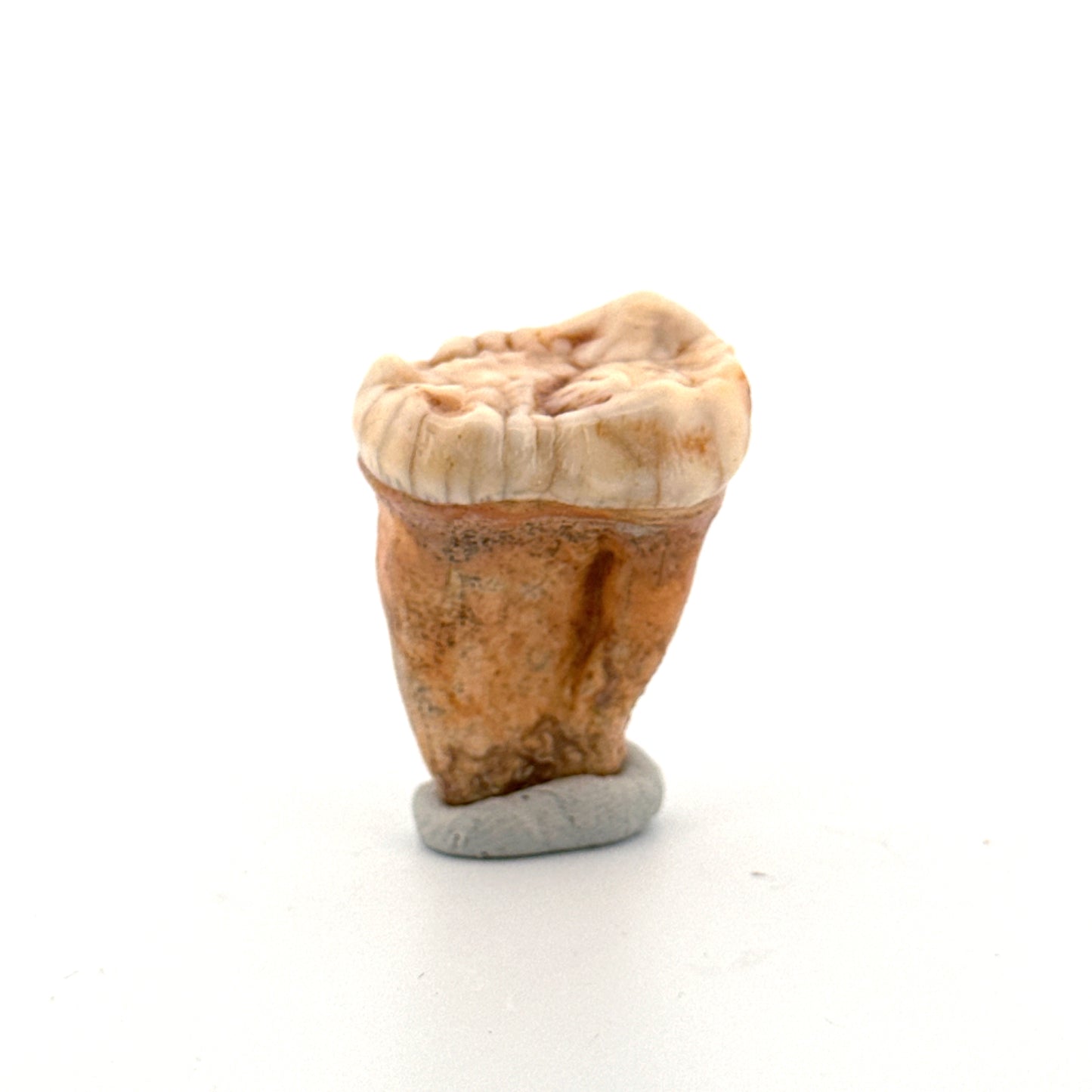 Cave Bear (Ursus spelaeus) molar from pleistocene, Rumania (1.44")