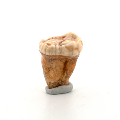 Cave Bear (Ursus spelaeus) molar from pleistocene, Rumania (1.44")