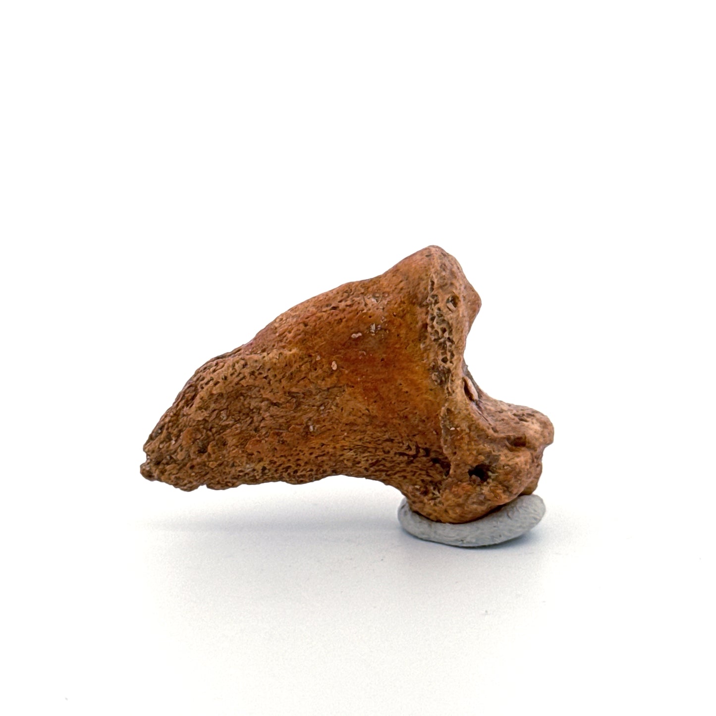 Cave Bear Claw (Ursus spelaeus), Distal phalanx Fossil (1.48") from Pleistocene, Romania