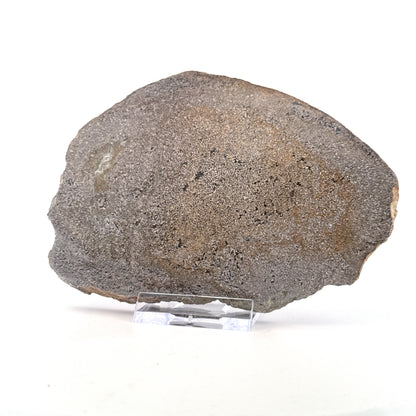 Gepolijst Sauropode Dinosaurusbot uit Jura | 196 Gram