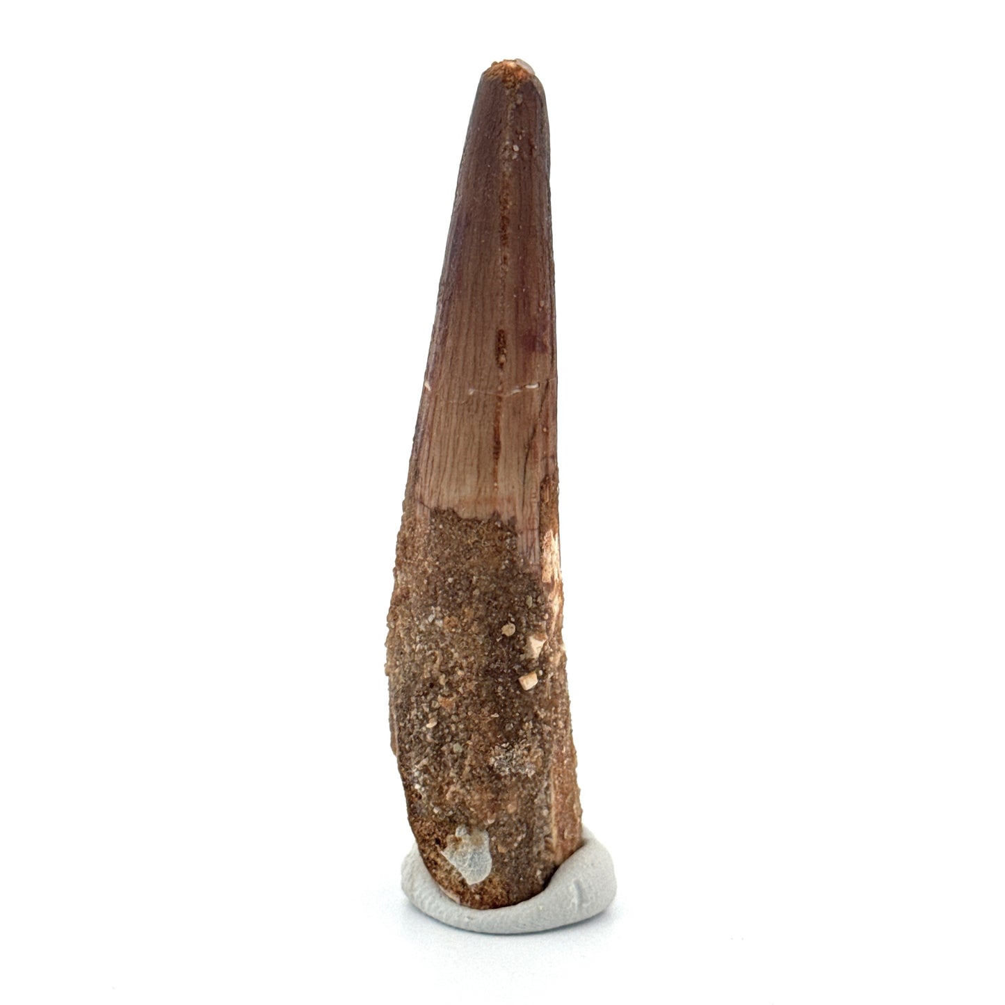 Spinosaurus Tooth Fossil (2.86") – Late Cretaceous Dinosaur tooth from Morocco