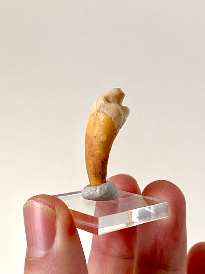 Cave Bear Incisor from Rumania