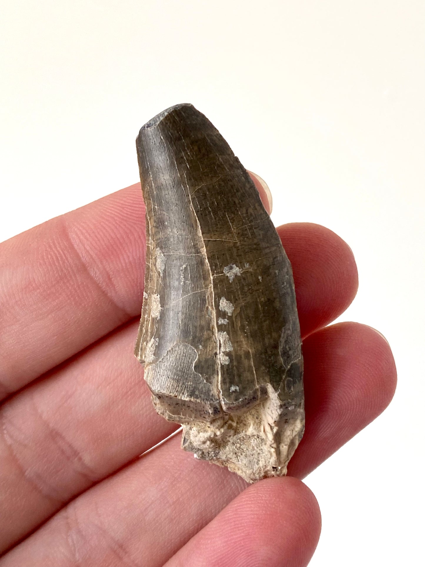 Eocarchia Dinops fossil dinosaur tooth (5.6cm)