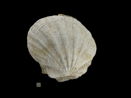 Gigantopecten fossiele schelp – Mioceen, Frankrijk (6.30 inch)