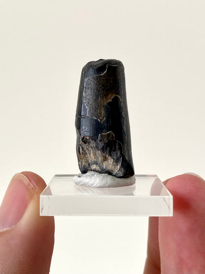 Sarcosuchus (Mega crocodile) fossil tooth from Niger