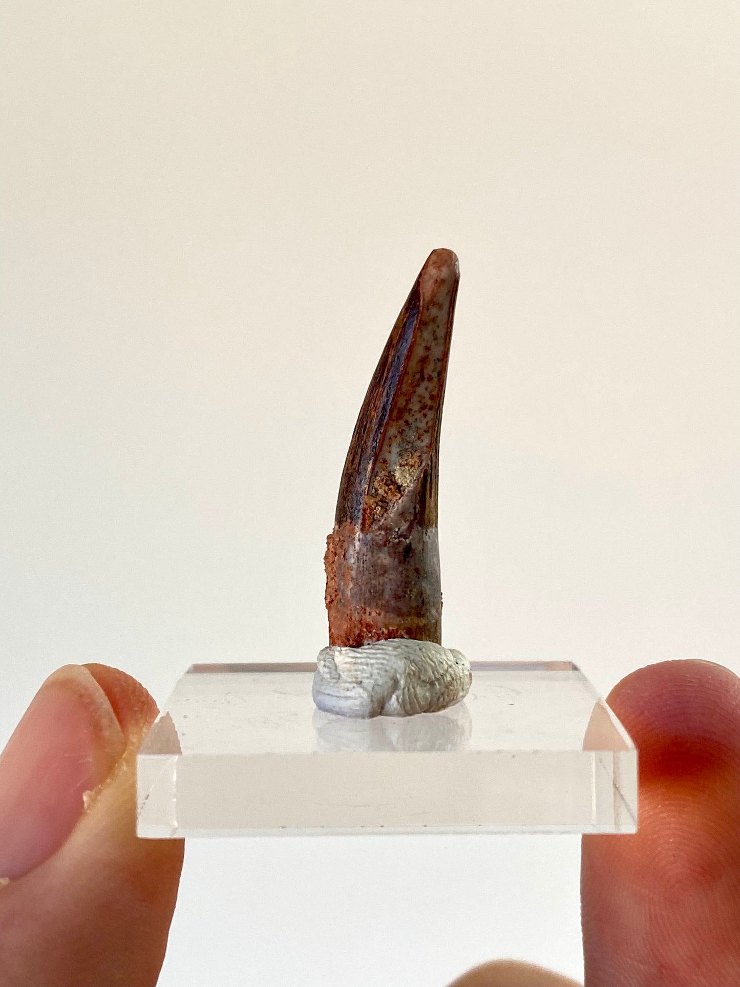 Suchomimus fossil dinosaur tooth (2.8cm)