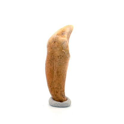 Cave Bear (Ursus spelaeus) incisor tooth from pleistocene, Rumania (1.74")