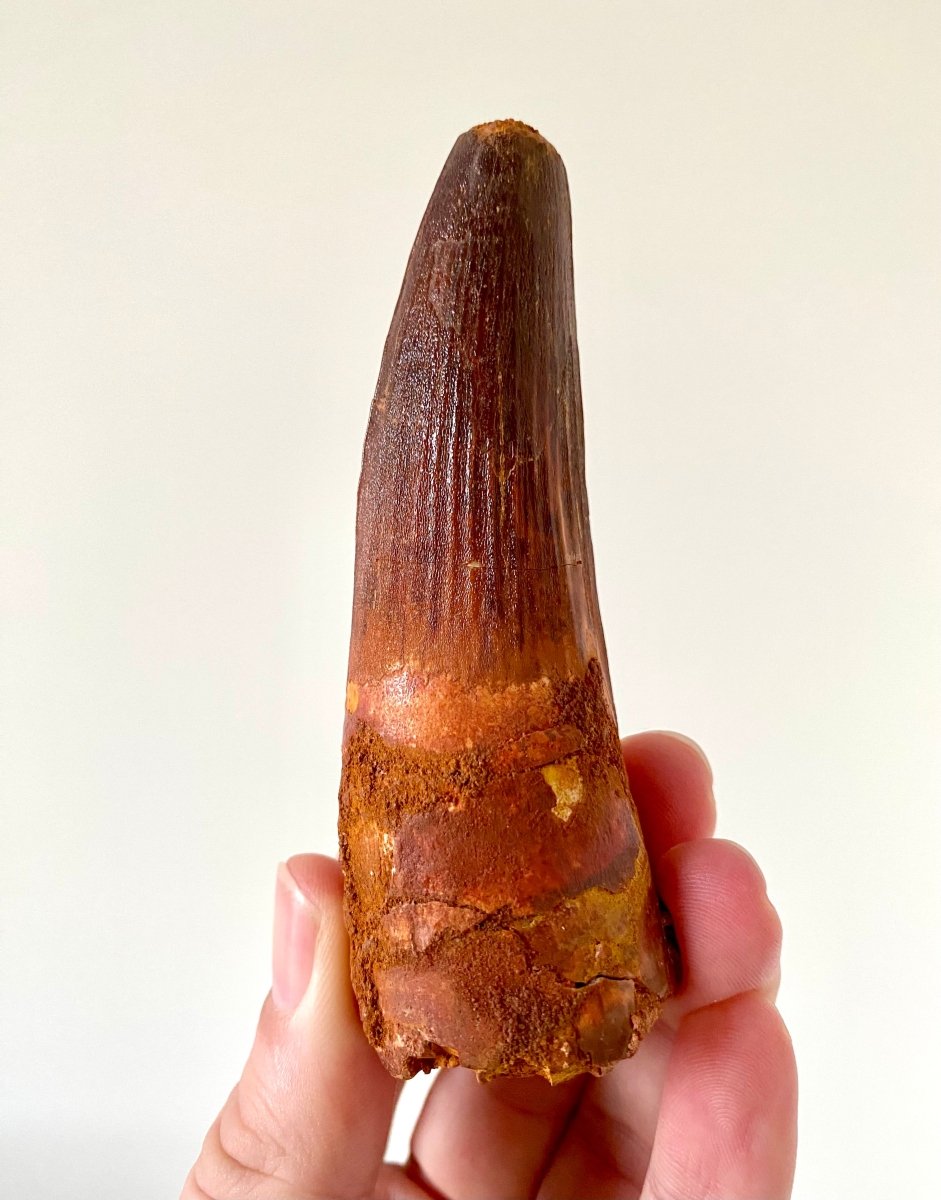 4.01" Spinosaurus fossil dinosaur tooth - FossilsAndMore