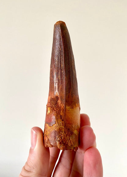 4.01" Spinosaurus fossil dinosaur tooth - FossilsAndMore