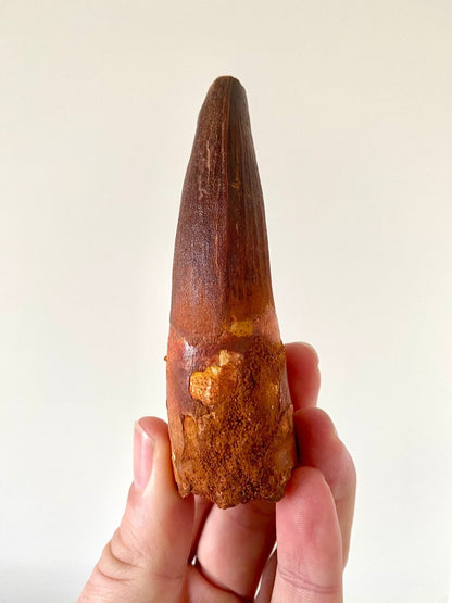 4.01" Spinosaurus fossil dinosaur tooth - FossilsAndMore