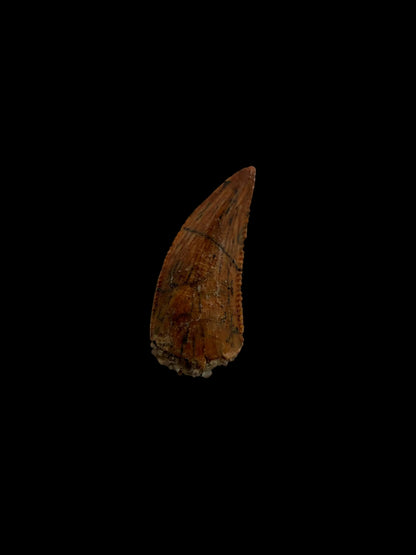 Abelisaurid fossil dinosaur tooth from Kem Kem, Morocco (0.51")