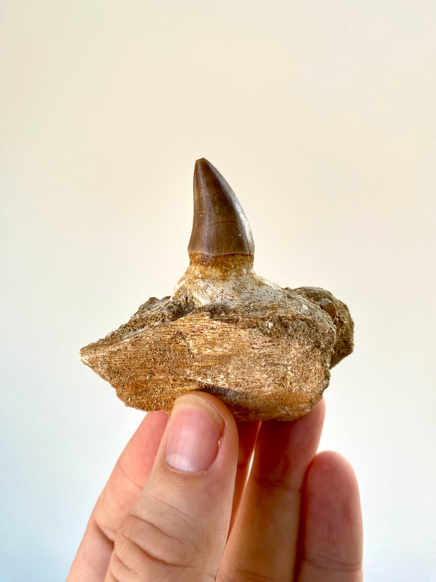 Mosasaurus fossil tooth with jaw fragment