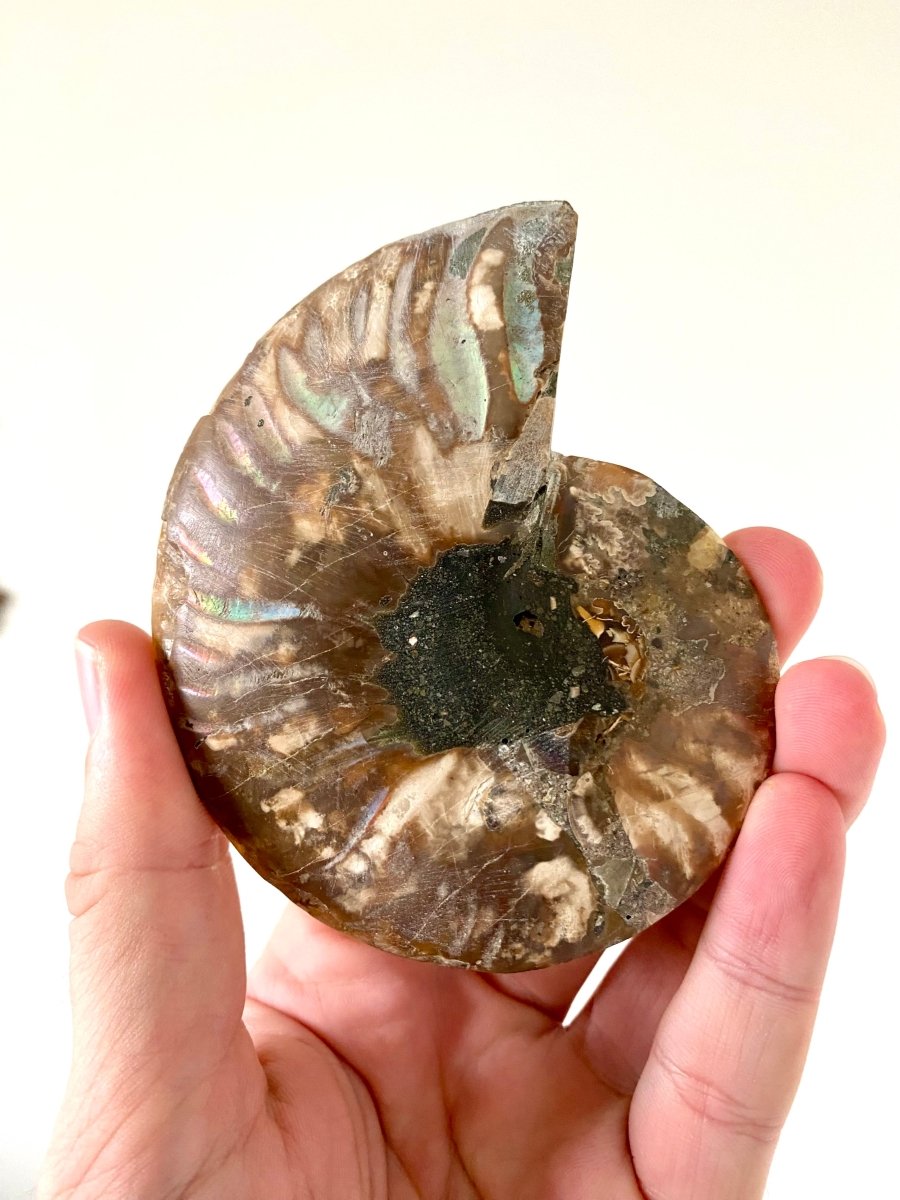 4.09" Ammonite Fossil, Cleoniceras species (2 - sides, cut and polished) - FossilsAndMore