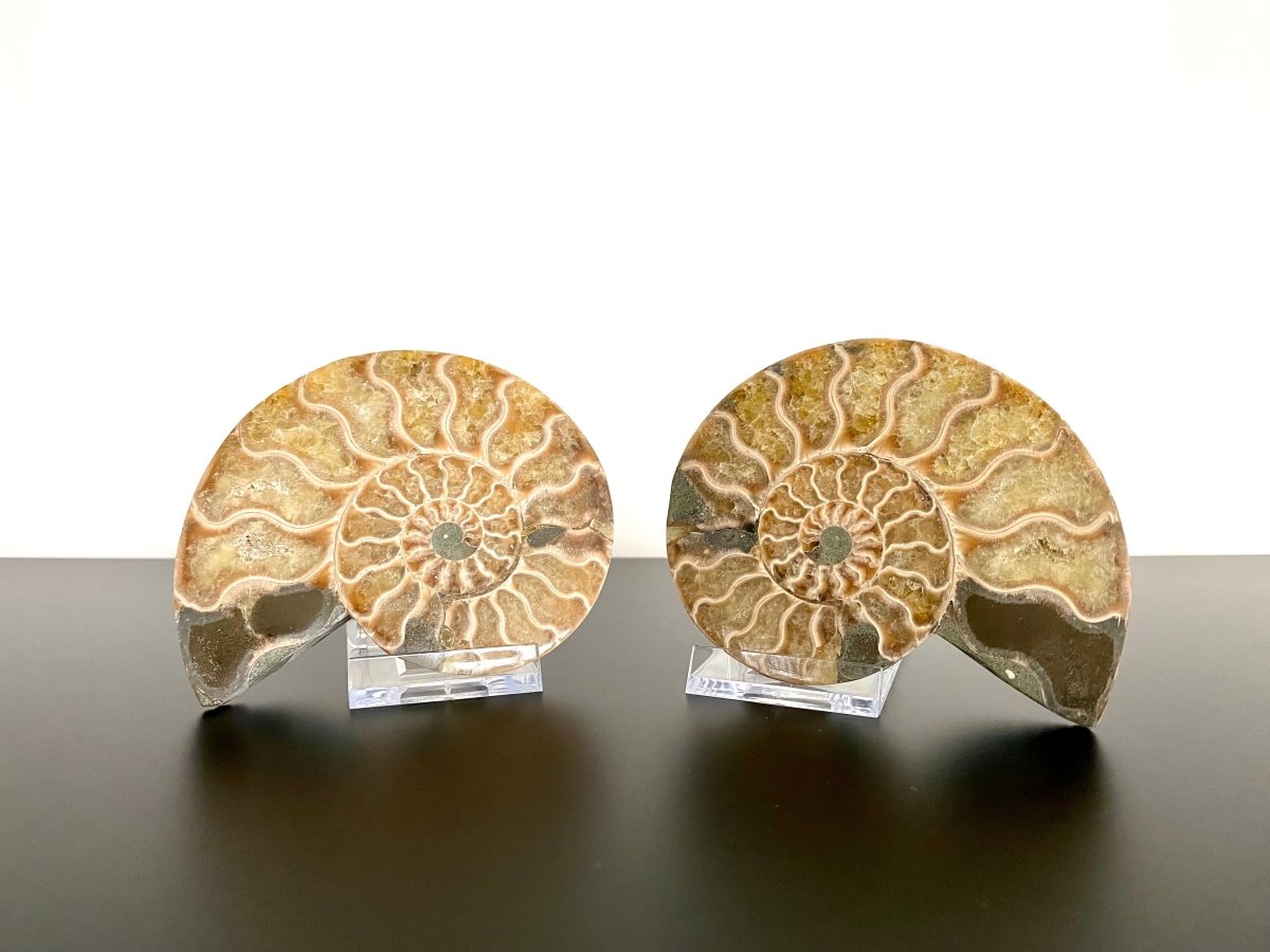 4.09" Ammonite Fossil, Cleoniceras species (2 - sides, cut and polished) - FossilsAndMore