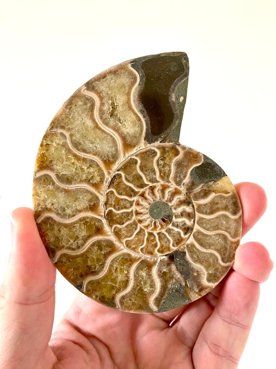 4.09" Ammonite Fossil, Cleoniceras species (2 - sides, cut and polished) - FossilsAndMore