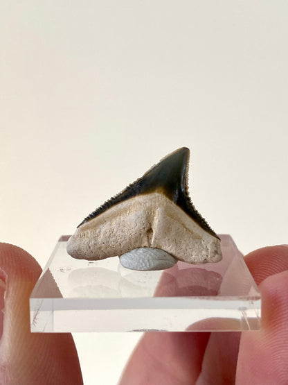 Bone Valley Bull shark tooth fossil